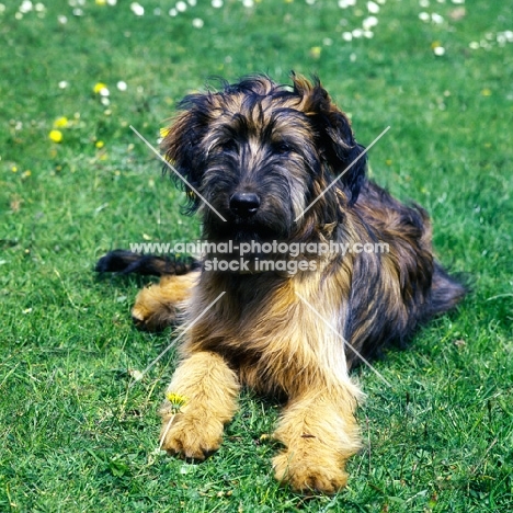 briard puppy lying on grass