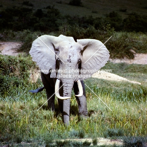 front view of an african elephant in queen elizabeth np