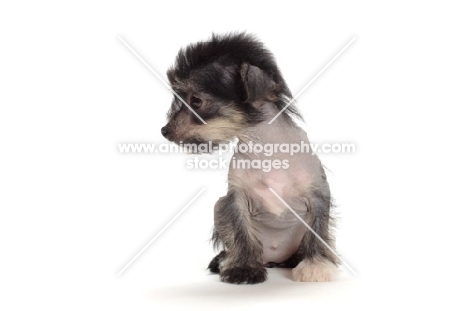 Chinese Crested puppy on white background