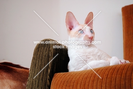 Cornish Rex at home