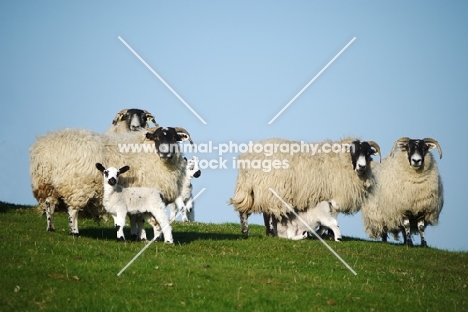 Scottish Blackface ewe and Scotch Mule lambs