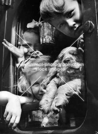 Cocker Spaniel puppy with children on train