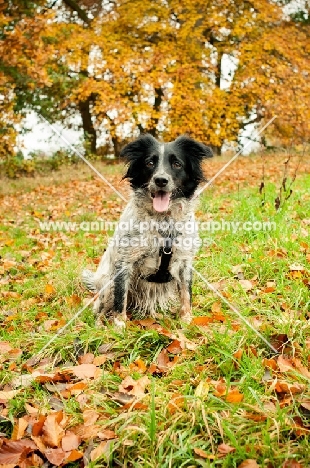 Sprollie (collie/ english springer spaniel cross) in autumn