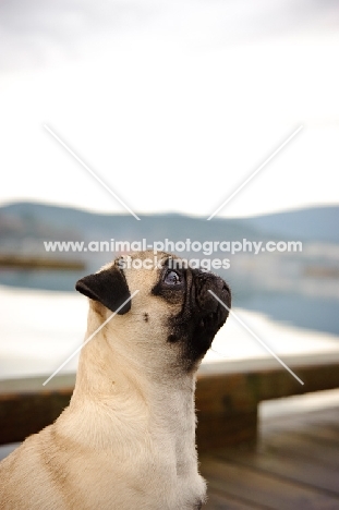 fawn Pug looking up