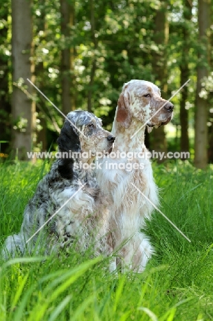two English Setters sitting on grass