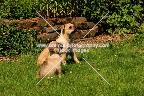 Retro-Mops, Pug Jack Russell Cross to improve nose length, bitch with puppy