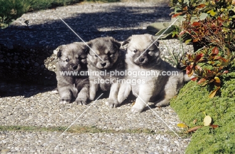 three iceland dog puppies