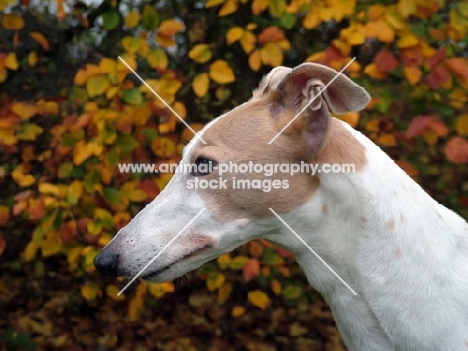 greyhound, ex racer, all photographer's profit from this image go to greyhound charities and rescue organisations