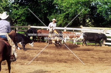 cowboy cutting cattle