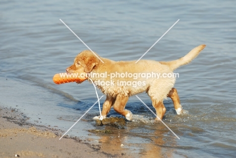 nova scotia duck tolling retriever puppy bringing dummy out of the water