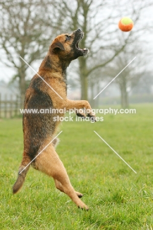 Border Terrier trying to get ball