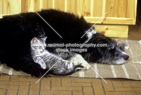 feral x kitten washing, with border collie x  bearded collie