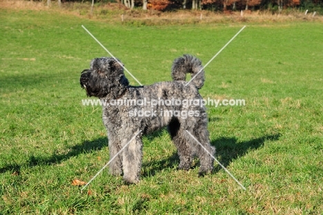 Bouvier des Flandres, side view