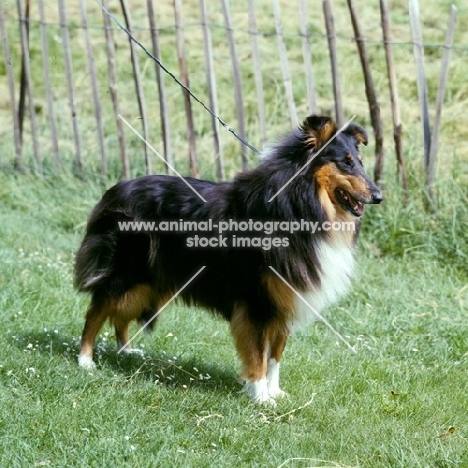 rough collie on lead