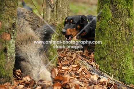 cross bred dog with wild boar