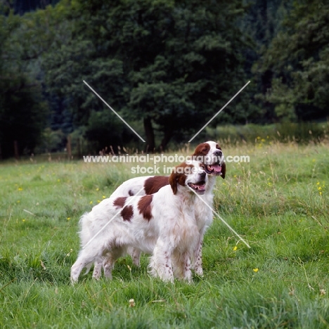  chardine vari , left, llanelwy hard days night at chardine, bitch and dog irish red and white setters