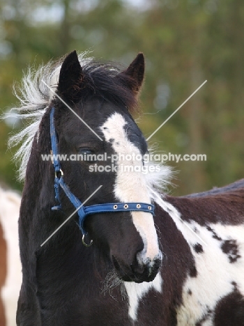 young Piebald horse