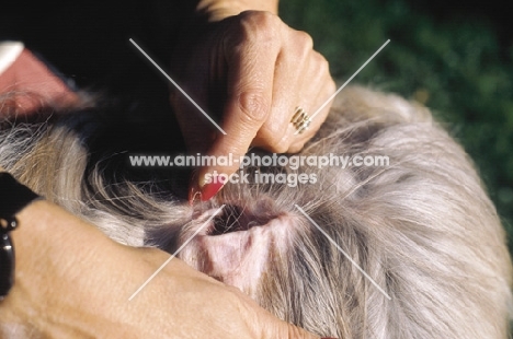 Bearded Collie ear care