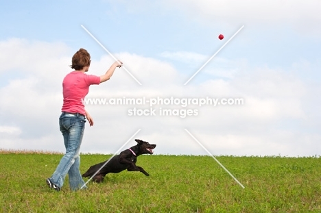 Young woman throwing a ball for her black Labrador Retriever in grassy field.