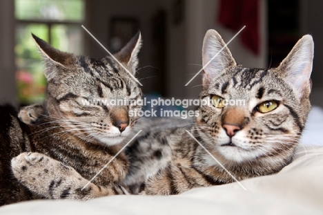 Two tabby cats hugging each other