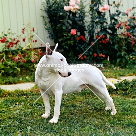 bull terrier standing on grass