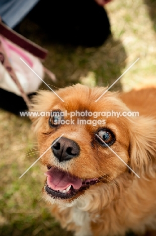 Cavalier King Charles Spaniel looking at camera