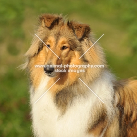 sable rough Collie