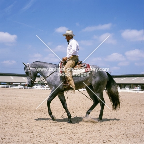 quarter horse, lope, in the ring at tampa show usa