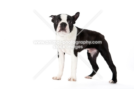 Boston Terrier looking confused on white background