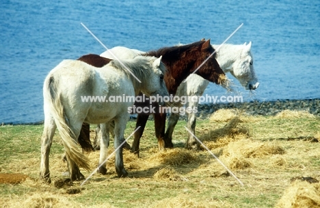 three eriskay ponies eating hay on holy island, scotland