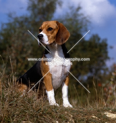 beagle looking very confident