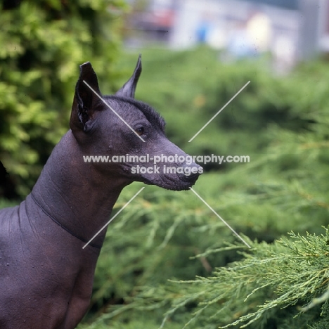 ch moctezuma, alert mexican hairless