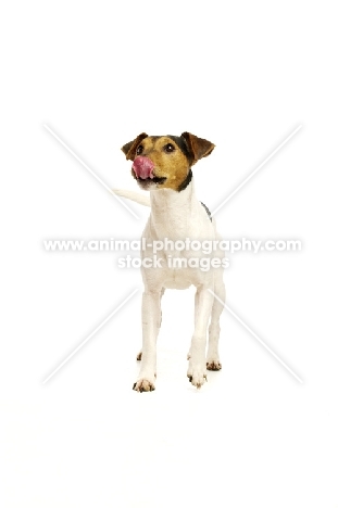 Jack Russell licking his nose, isolated on a white background