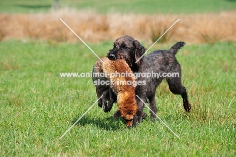 Pudelpointer retrieving a fox