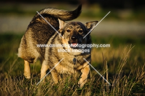 Swedish Vallhund walking on grass