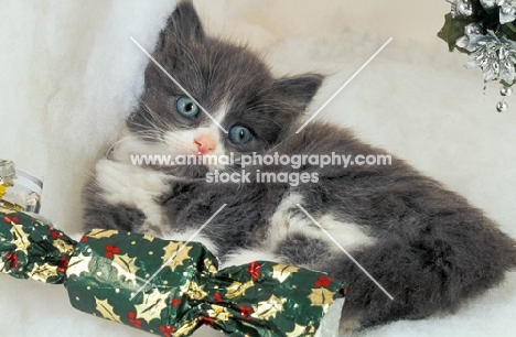 kitten with Christmas cracker