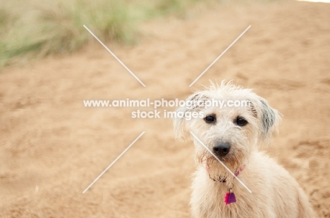 Lurcher