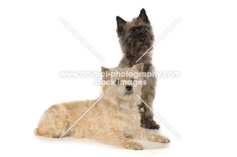 two Cairn Terriers sitting and lying on white background