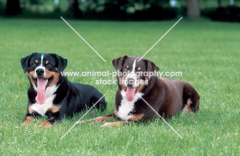 appenzeller sennenhund in both colours, lying down