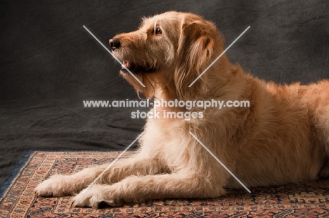 Goldendoodle lying on rug