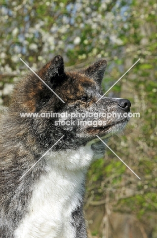 Akita profile