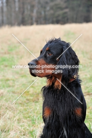 Gordon Setter portrait