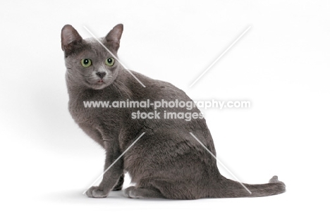 Korat cat, sitting