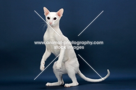 white Oriental Shorthair on hind legs, on blue background