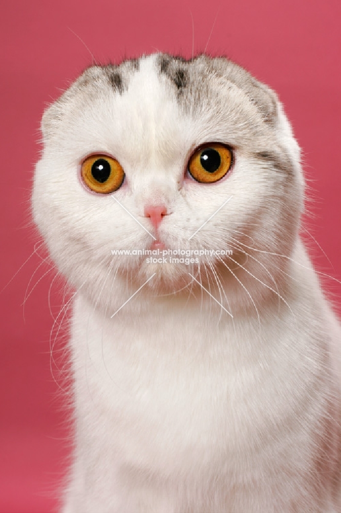 Silver Classic Tabby & White Scottish Fold