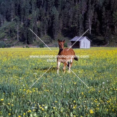 noric foal in austrian field