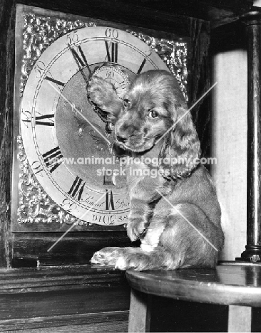 Cocker Spaniel puppy setting clock to GMT time