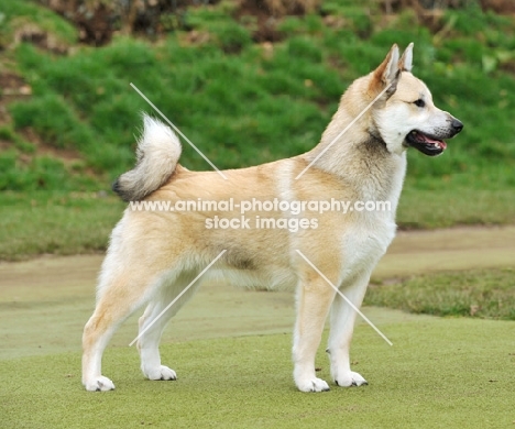 Norwegian Buhund side view