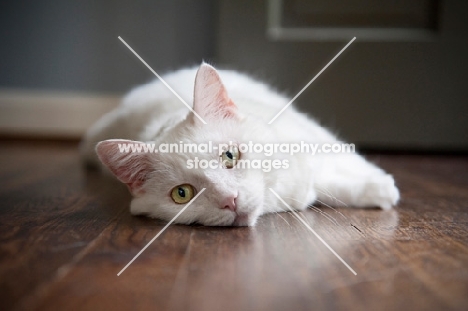 white cat lying on side on hardwood floor