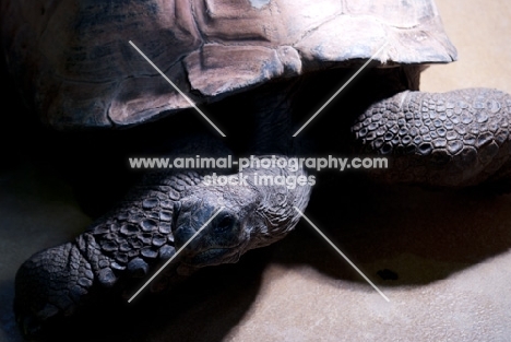 giant tortoise